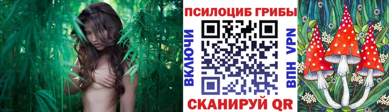 Псилоцибиновые грибы мицелий  Нязепетровск 